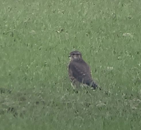 Merlin  - Tomasz Knioła