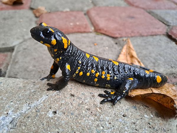Salamandra pezzata 