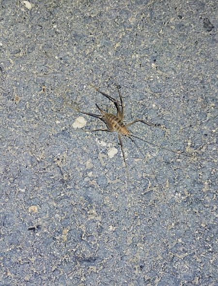 Dolichopoda sp.  - Dimitri Marrone