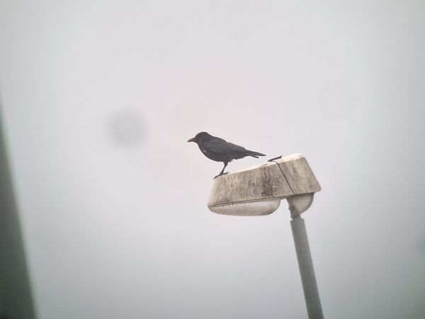 Rabenkrähe  - Krystian Pytel