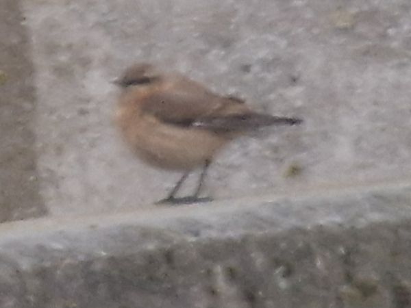 Steinschmätzer  - Krystian Pytel