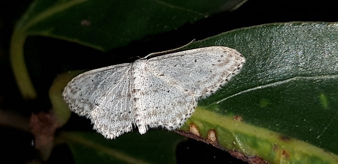 Idaea seriata  - Michele Cento