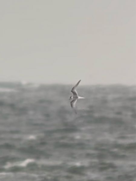 rybitwa popielata  - Mateusz Gutowski