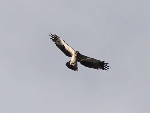 orzełek  - Mateusz Gutowski