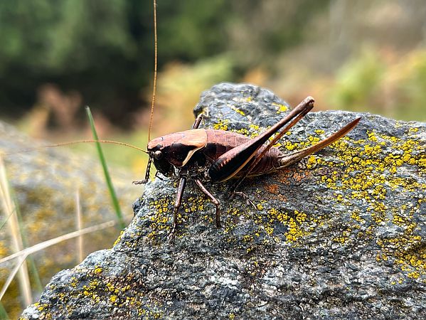 Pholidoptera aptera  - Alexandre de Titta