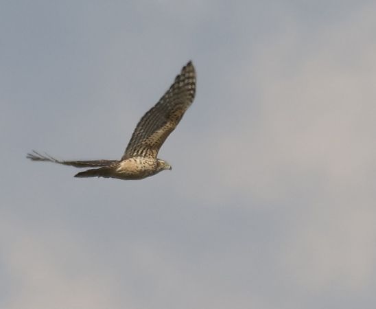 Eurasian Goshawk  - Katarzyna Szałas