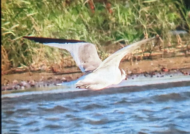 Mouette de Sabine  - Ferran Pujol