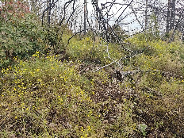 Senecio inaequidens  - Chiara Canesin (FVG)
