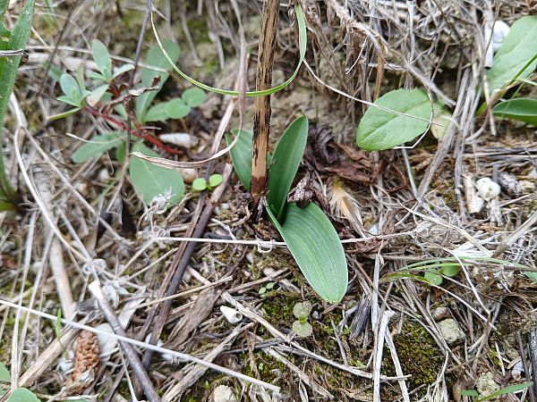 Anacamptis pyramidalis  - Alain Falvard