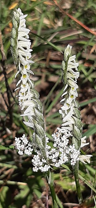 Spiranthes spiralis 