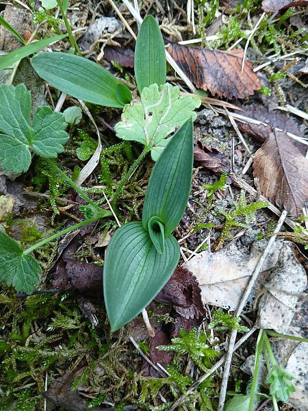 Ophrys sp.  - Alain Falvard