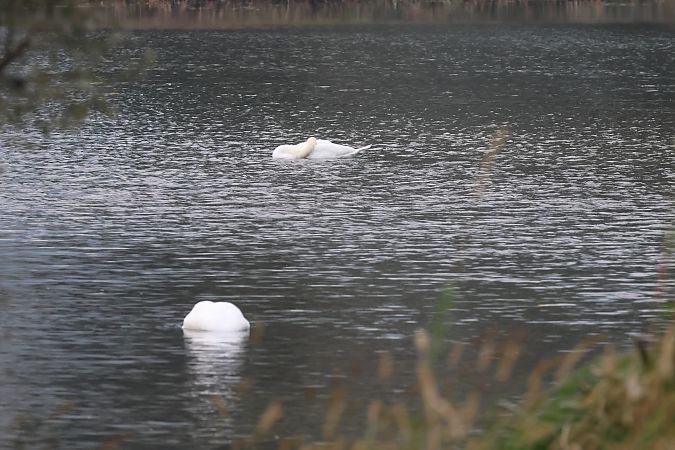 Cigno reale  - Adelfina Aldrovandi