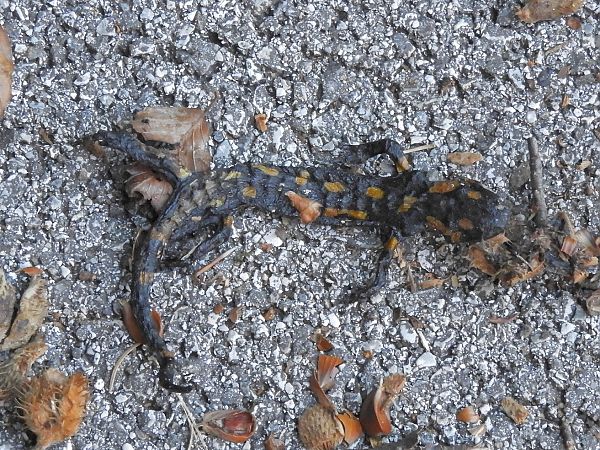 Salamandra pezzata  - Massimo Tassinari