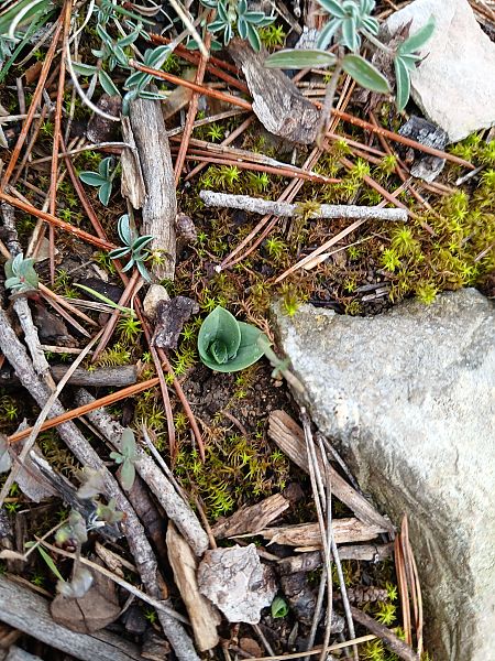 Ophrys forestieri  - Alain Falvard