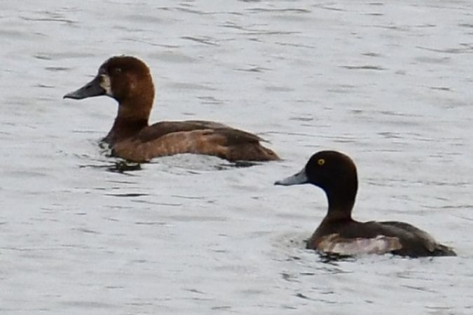 Greater Scaup  - Paweł Zaniecki