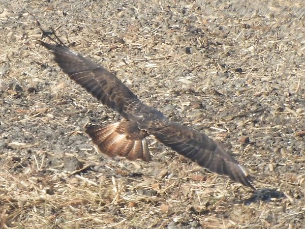 Buse variable  - Massimo Tassinari