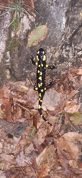 Salamandra pezzata  - Eugenio Osele