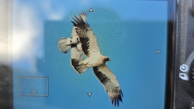 Zwergadler  - Michał Wnuk