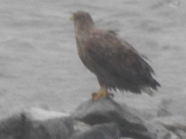 Seeadler  - Rainer Jellinek