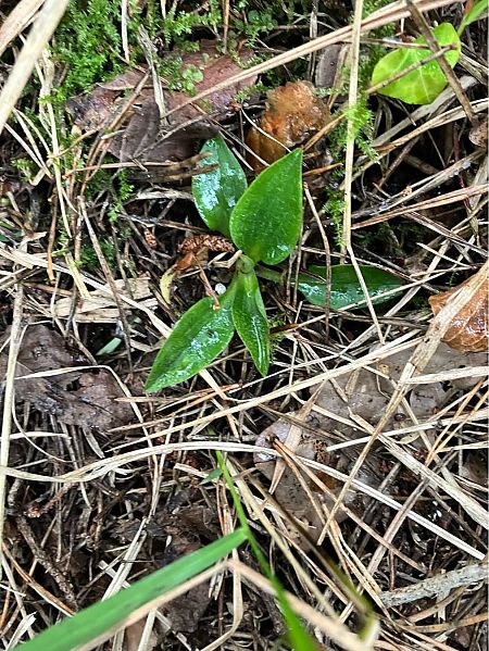 Goodyera repens  - Damien Darbelet