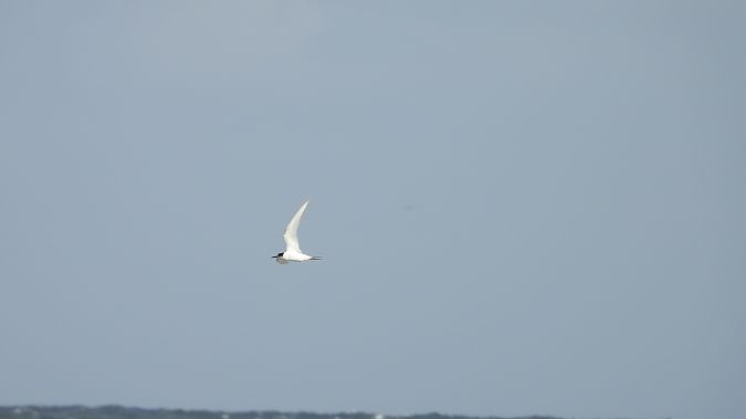 rybitwa popielata  - Krzysztof Kajzer