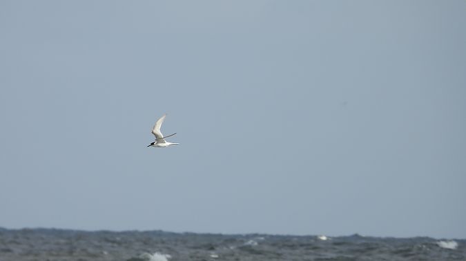 rybitwa popielata  - Krzysztof Kajzer