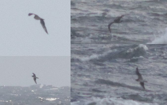 wydrzyk nieoznaczony  - Michał Polakowski