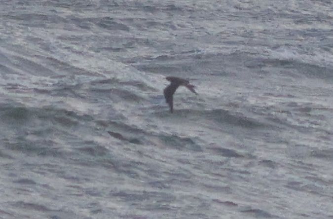 Labbe indéterminé  - Michał Polakowski