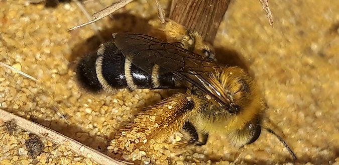 Dasypoda hirtipes  - Michele Cento