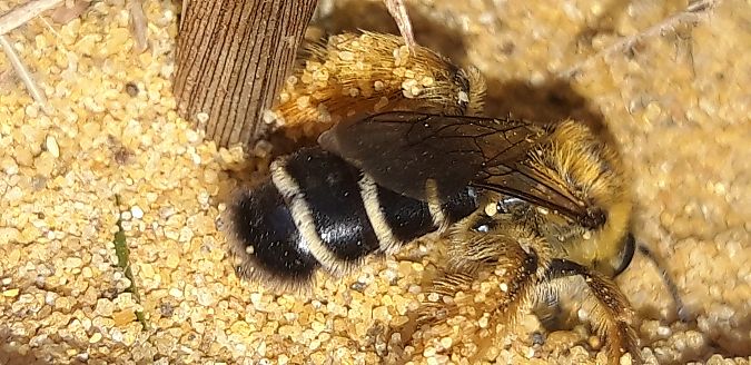 Dasypoda hirtipes  - Michele Cento