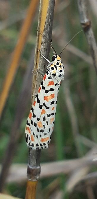 Utetheisa pulchella  - Michele Cento