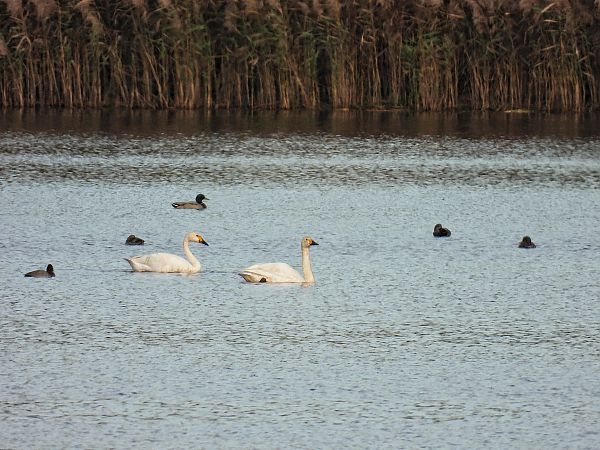 łabędź czarnodzioby  - Kacper Mikulski