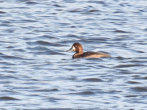 ogorzałka  - Kacper Mikulski