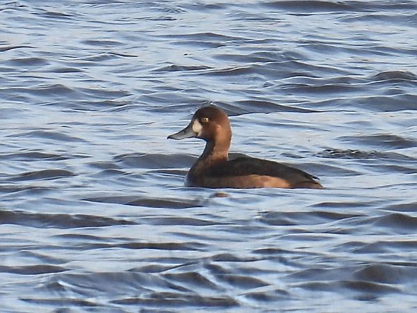 ogorzałka  - Kacper Mikulski