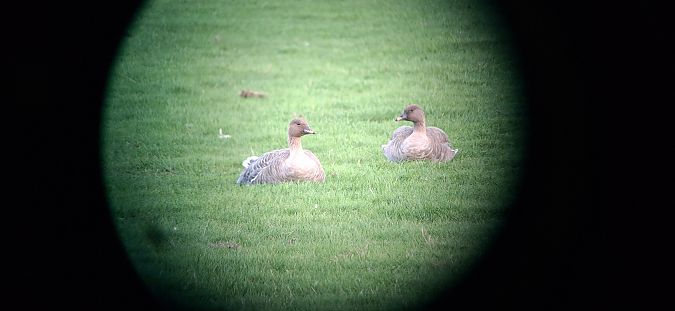 Kurzschnabelgans  - Sven Wennekamp