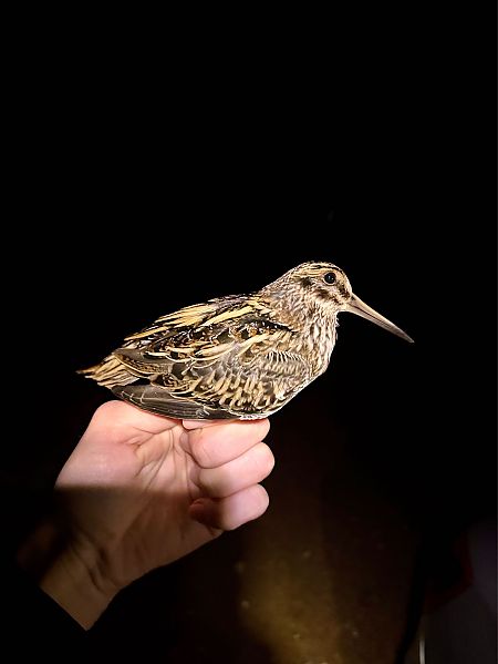 bekasik  - Tobiasz Gorczyca