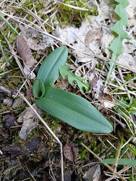 Ophrys indet. group. fuciflora  - Alain Falvard