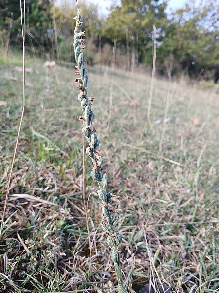 Spiranthes spiralis  - Alain Falvard