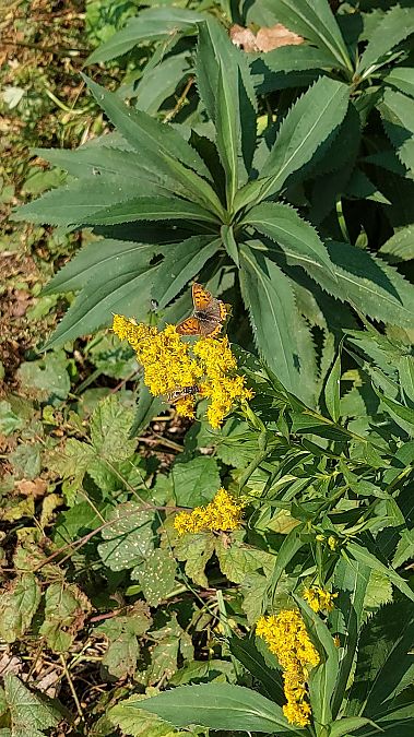 Lycaena phlaeas  - Filippo Vaninetti