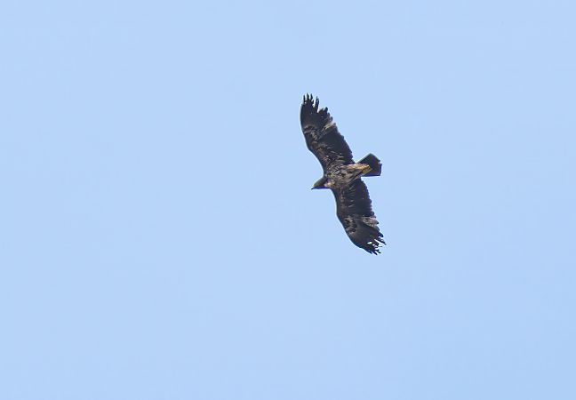Aquila anatraia minore  - Mauro Fenati