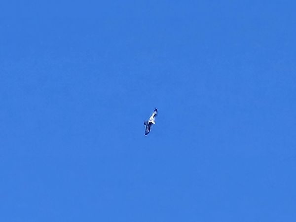 Raufußbussard  - Timo Depke