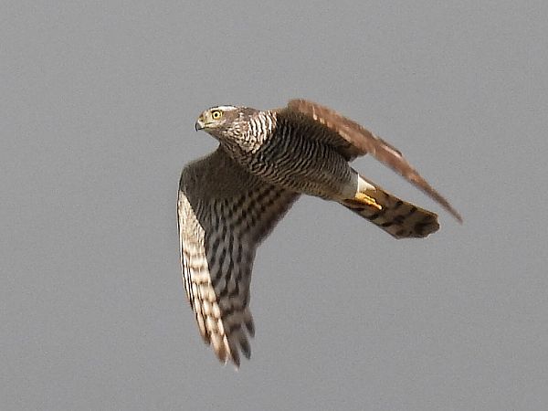 krogulec  - Kacper Mikulski