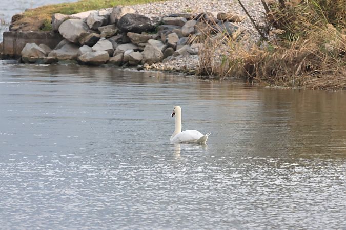 Cygne tuberculé  - Adelfina Aldrovandi
