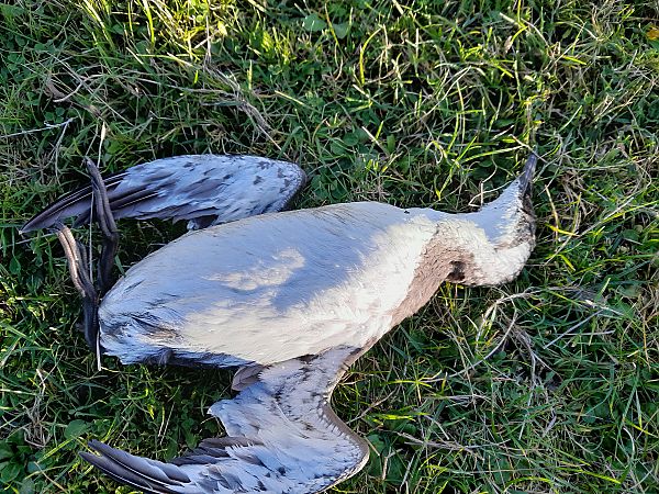 Trottellumme  - Cornelia Kirstein