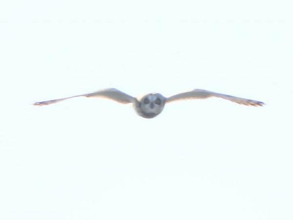 Gufo di palude  - Massimo Tassinari