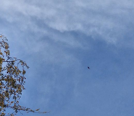 Segler, unbestimmt  - Tomasz Zarzycki