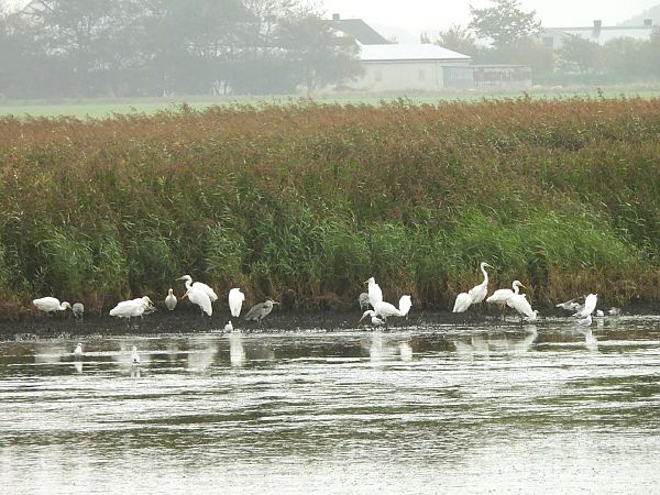 Great Egret  - Gabriele und Wolfgang Dziergwa