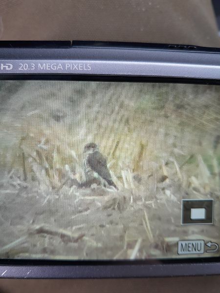 drzemlik  - Dariusz Piechota