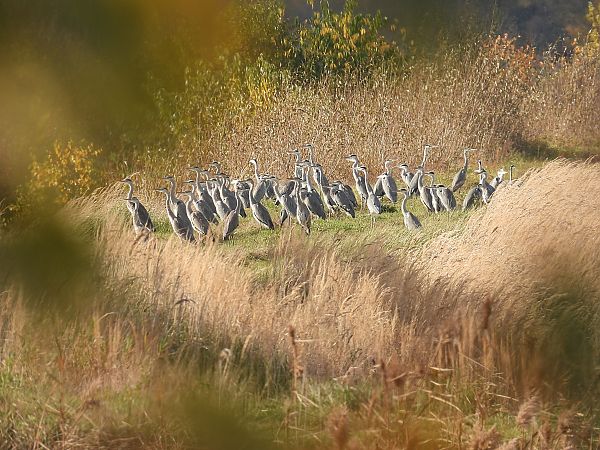 czapla siwa  - Kacper Mikulski