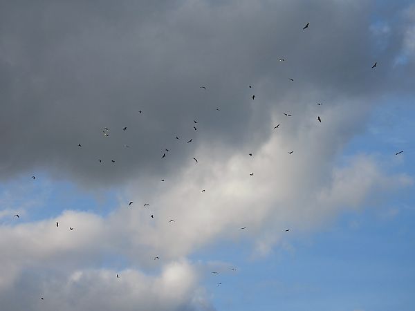 Héron cendré  - Kacper Mikulski